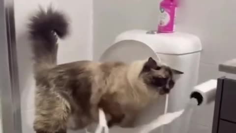 🐾😂 Funny Cats Alert | Melt Your Heart with Hilarious Moments!