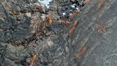 Ant eating sugar