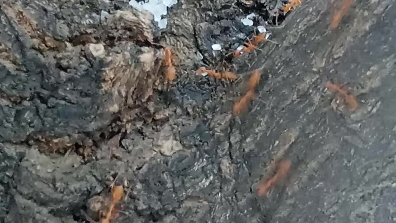 Ant eating sugar