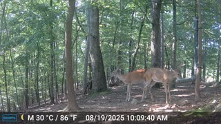 The Woods – 08/20/2025