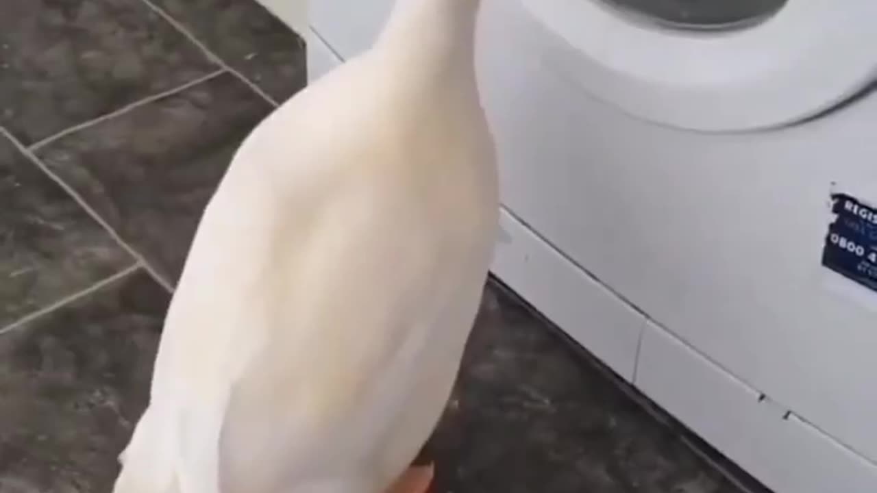 interesting washingmachine 🦆