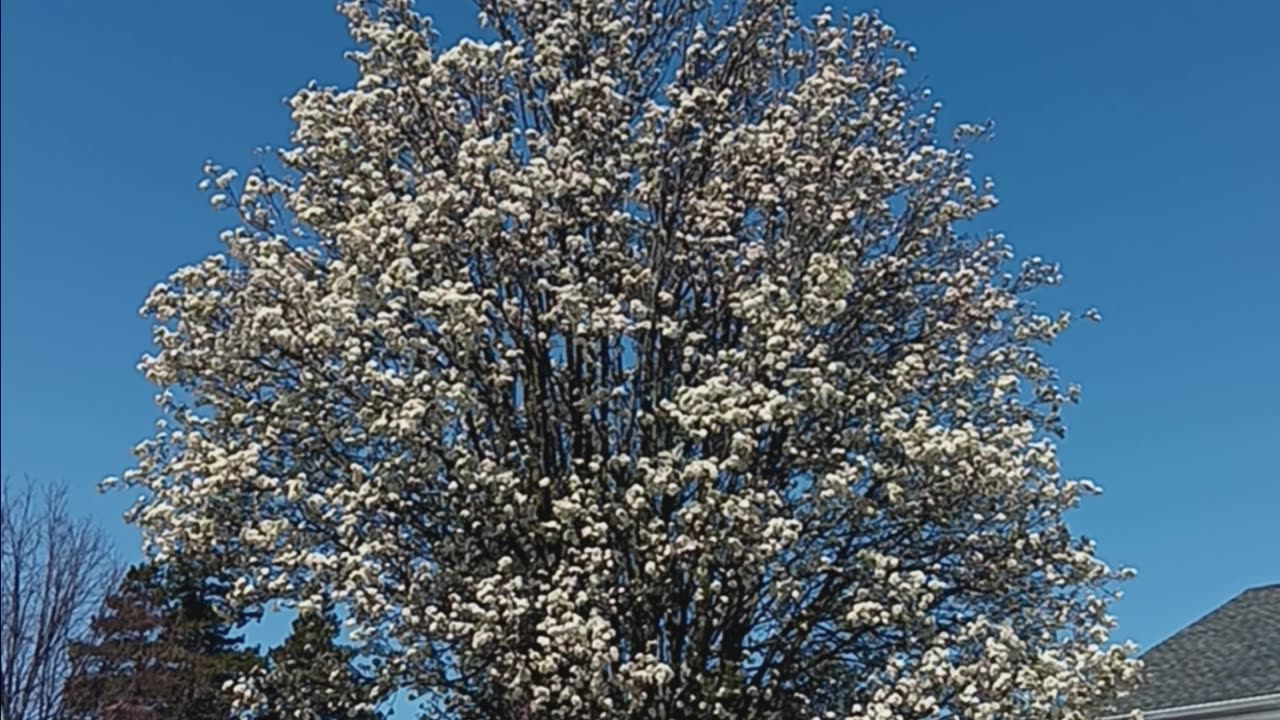 Cherry blossoms
