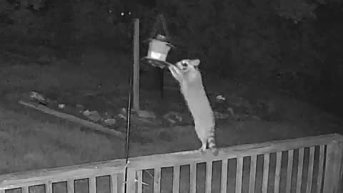 Raccoon Visit