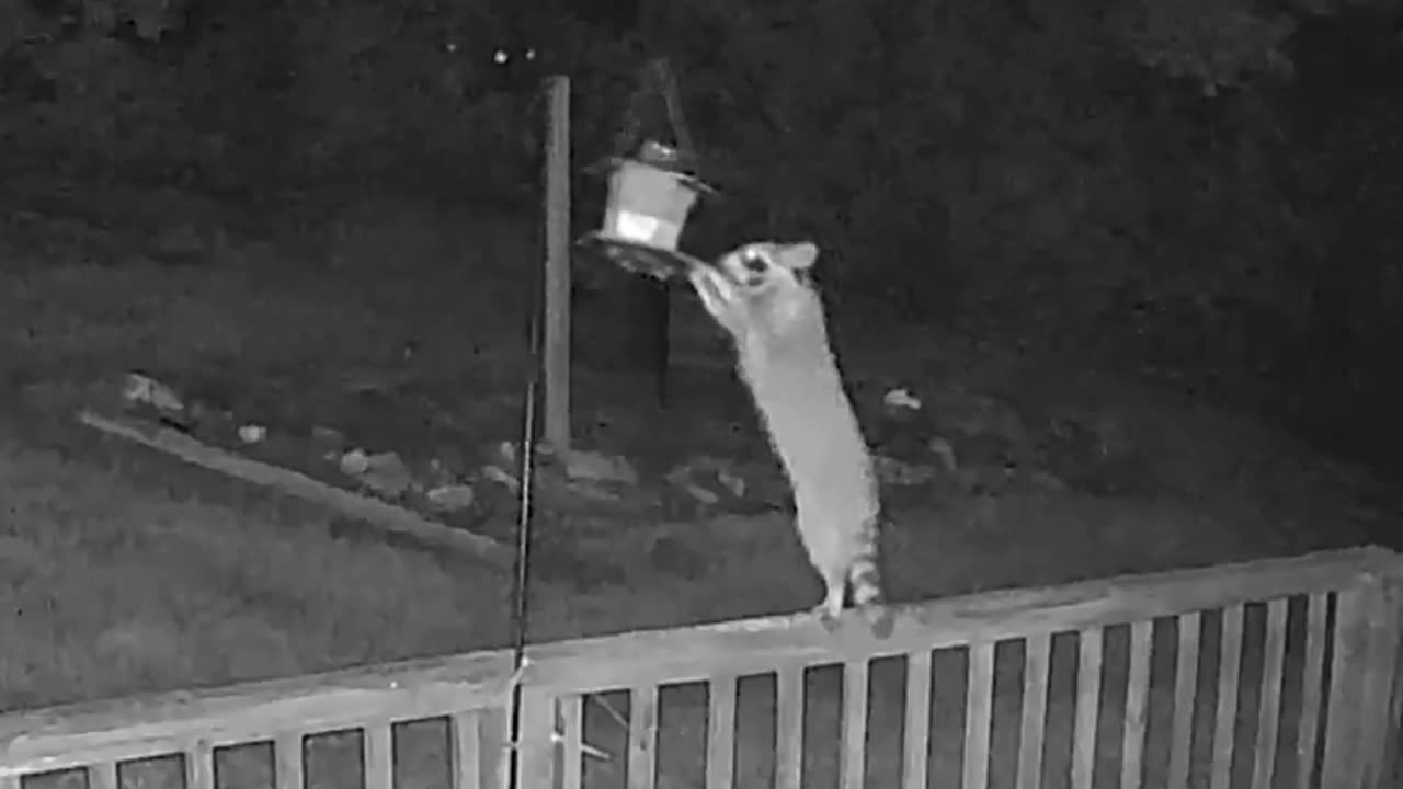Raccoon Visit