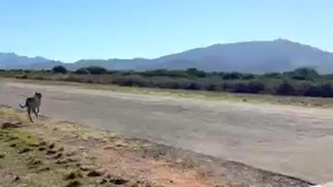 I Raced a Cheetha