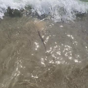 Stingray released back into the surf of Cocoa Beach