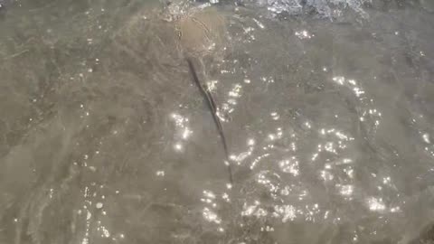 Stingray released back into the surf of Cocoa Beach