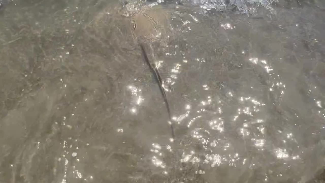Stingray released back into the surf of Cocoa Beach