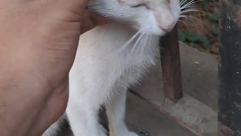😂🐈 He's Got Eyes Only for the Cat! | FunFM
