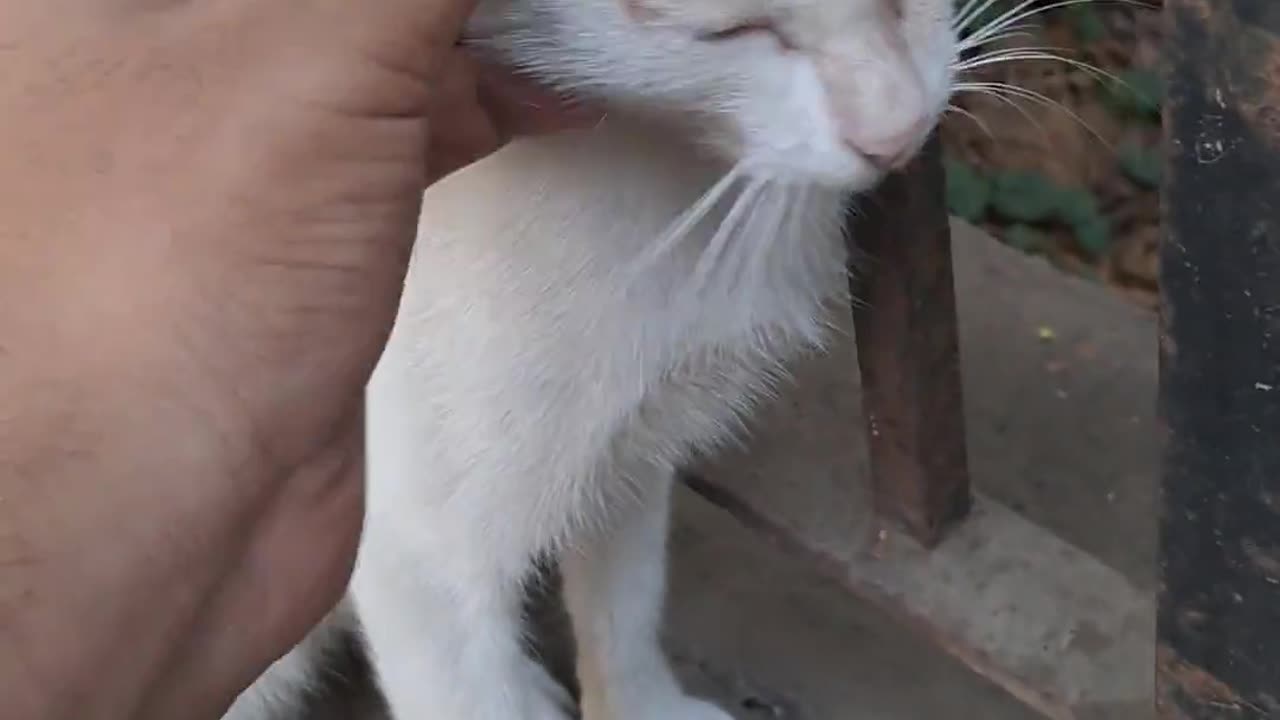 😂🐈 He's Got Eyes Only for the Cat! | FunFM