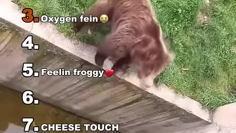 Top 5 Funny Animal Voice Overs