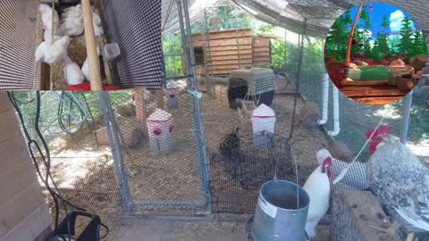 Chicken Live Stream