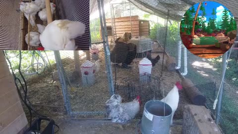 Chicken Live Stream
