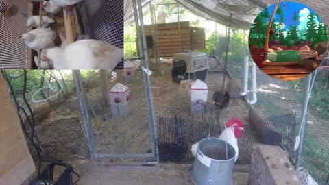 Chicken Live Stream
