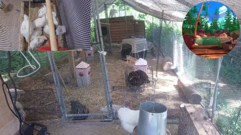 Chicken Live Stream