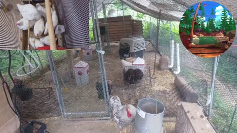Chicken Live Stream