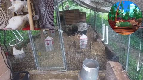 Chicken Live Stream