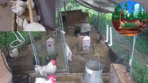 Chicken Live Stream