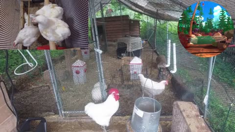 Chicken Live Stream