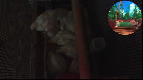 Chicken Live Stream