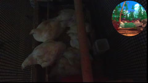 Chicken Live Stream