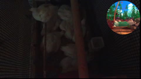 Chicken Live Stream