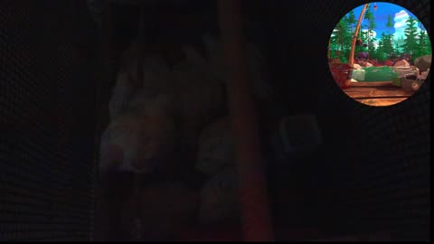 Chicken Live Stream