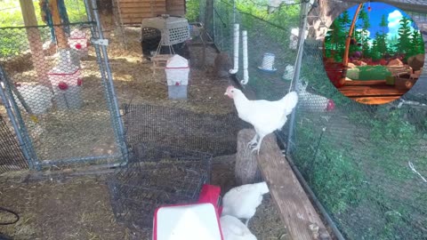 Chicken Live Stream