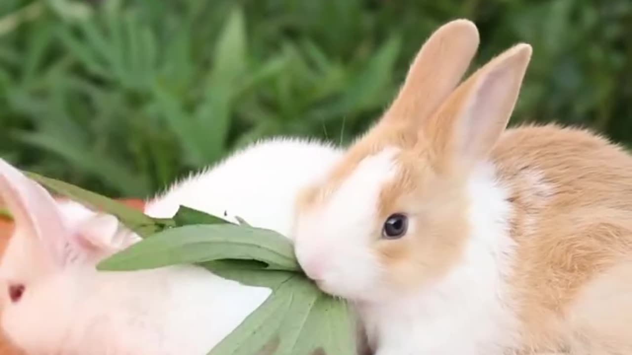 Irresistibly Cute Bunny Bliss 🐰✨