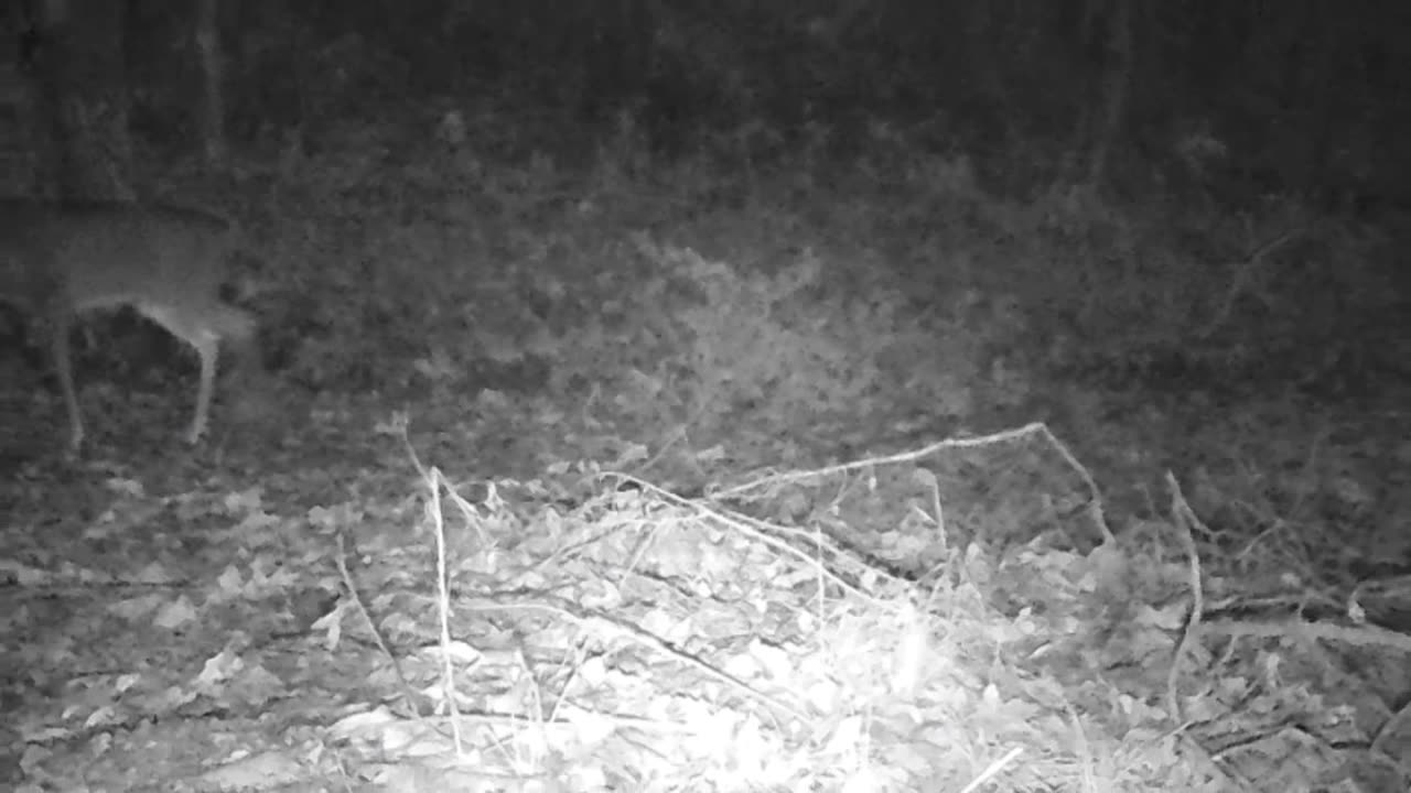 trail cam deer cam 3rd week of November