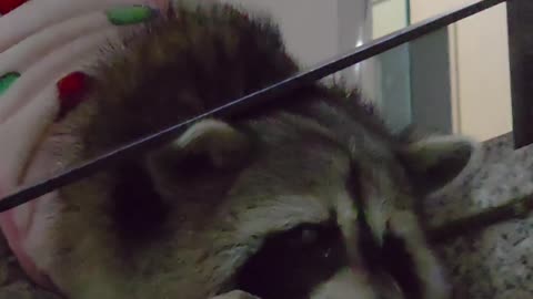 Buri runs a strict curfew 😅 “Hey human… what time did I say you should be home?” 😠