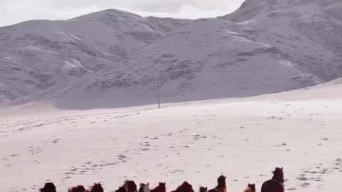 jogando no bicho certo.mp4