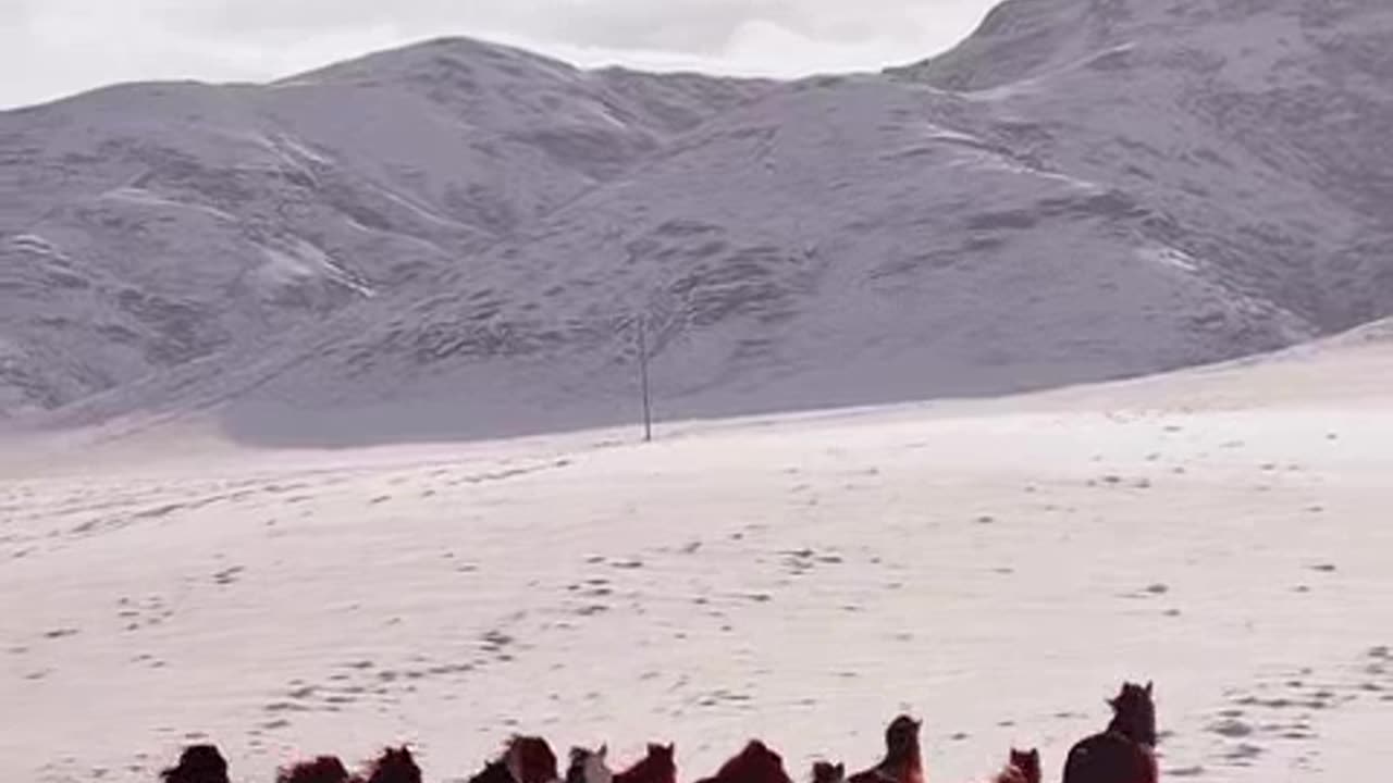 jogando no bicho certo.mp4