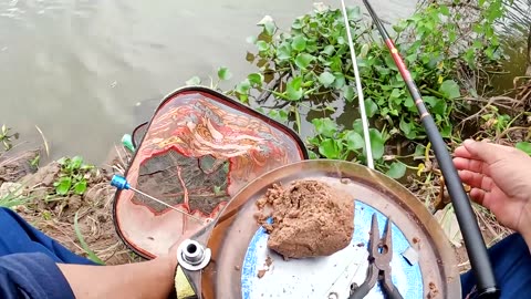 Bluegill Spin Casting in Lake Shorelines