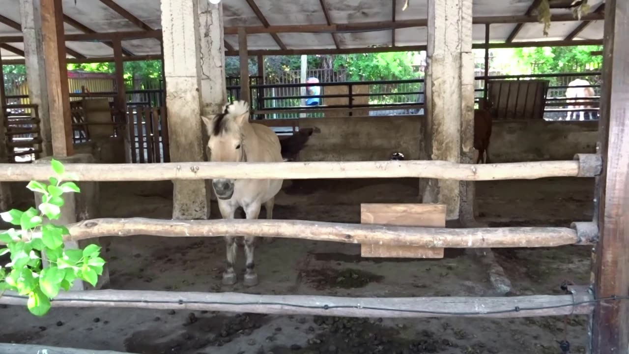 Horse