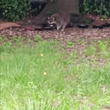 Raccoon eating