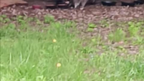 Raccoon eating