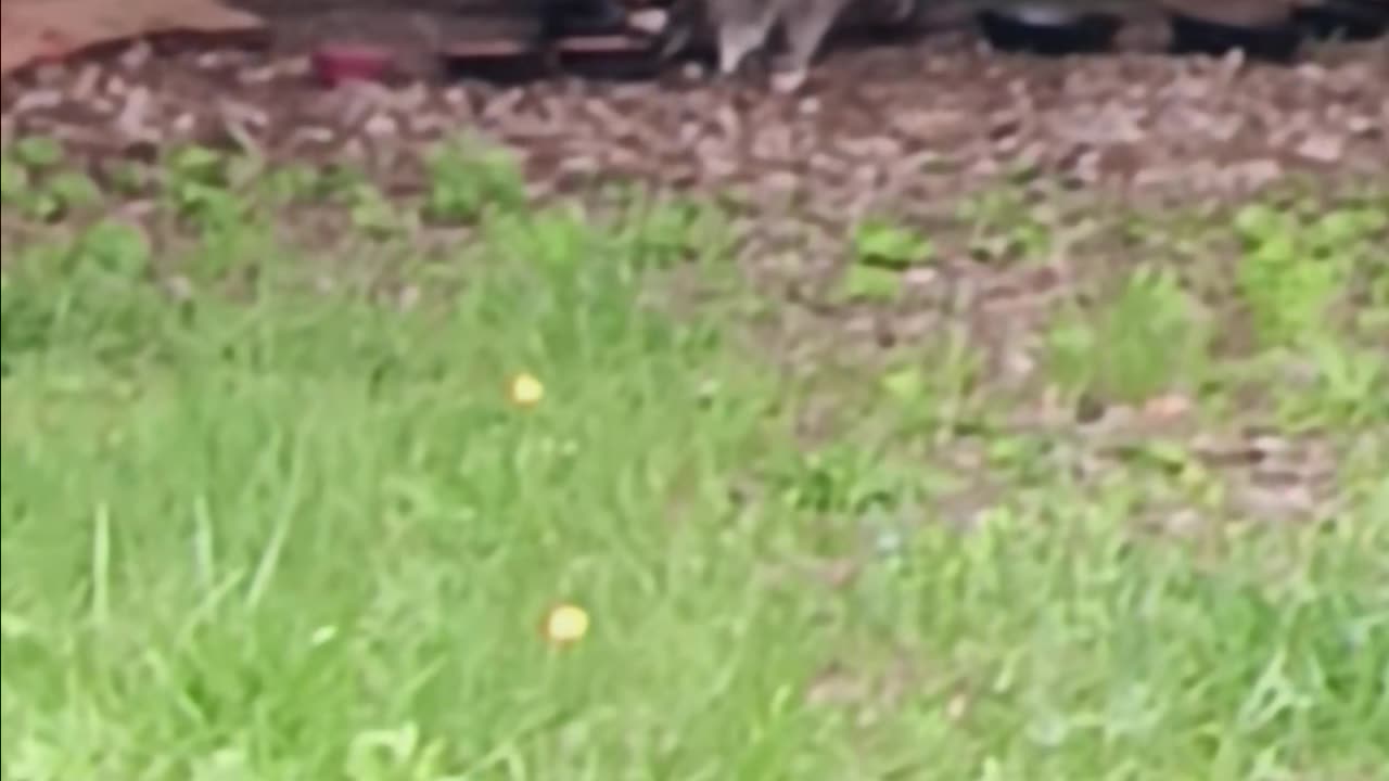 Raccoon eating
