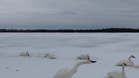 Nature and Animals