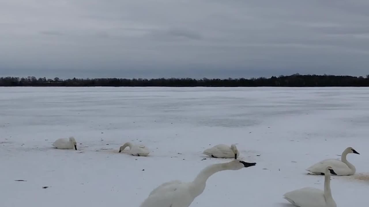 Nature and Animals