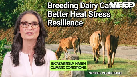 Future Proof Dairy:Breeding Heat Resilient Cattle