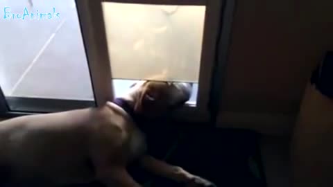 long video of cute dogs with artificial intelligence№1