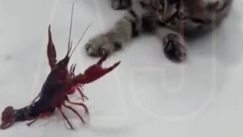 Funny video