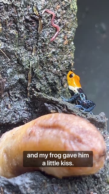 Banana In My Paludarium!