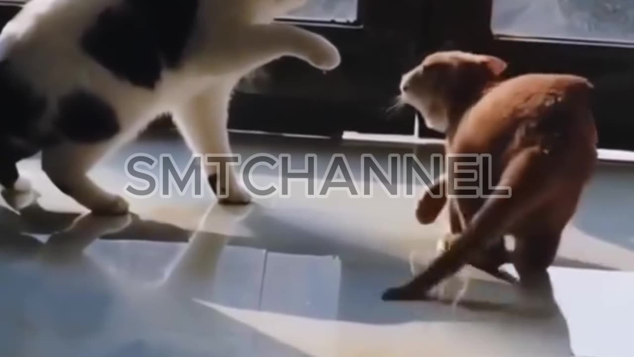 Cats life
