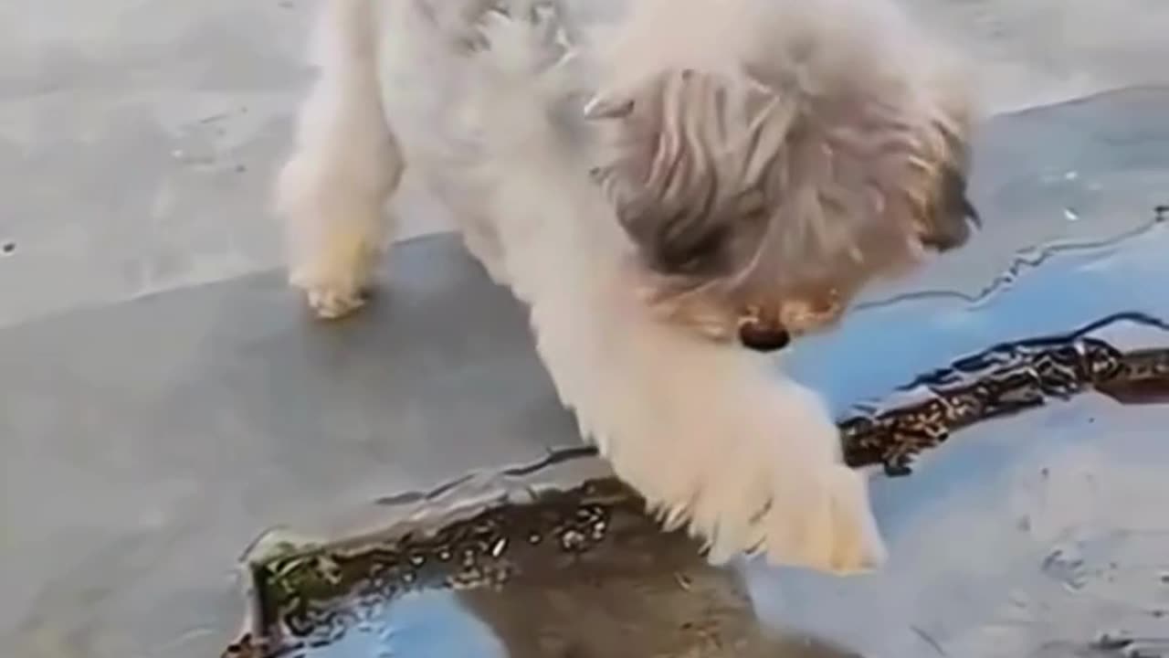 FUNNY ANIMAL COMPILATIONS - PART 65