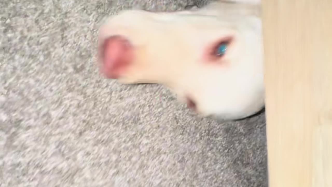 Surprising Dog With a Bark