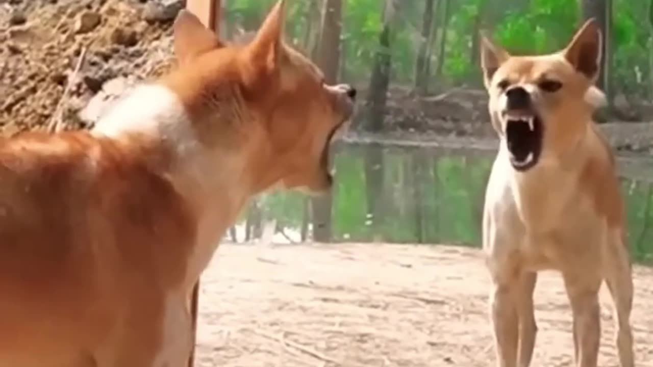 Animal Funny