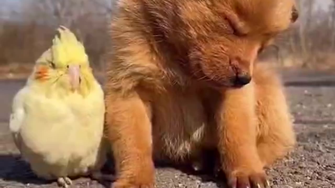 The legendary trapped dog
