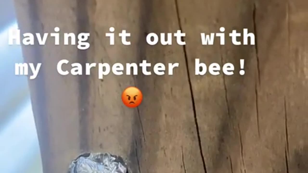 😱🤯 You Won't Believe What Happens When You Argue with a Bee! | FunFM